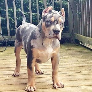 Meet your Posher, Ramiro